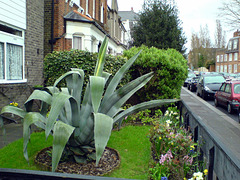 Magnificent Agave