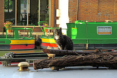 The Canal Cat