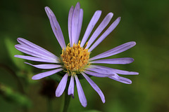 Cascade Aster