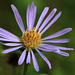 Cascade Aster