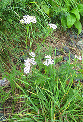 Schafgarbe [Achillea]