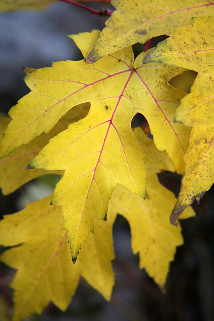 Autumn Color