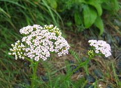 Schafgarbe [Achillea]