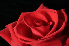 "If love were what the rose is."  Swinburne