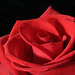 "If love were what the rose is."  Swinburne