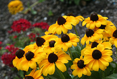 Brown-eyed Susan (Rudbeckia triloba)