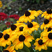 Brown-eyed Susan (Rudbeckia triloba)