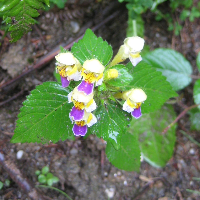 Bunter Hohlzahn [Galeopsis speciosa]