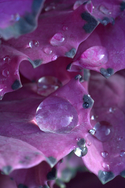 Bejewelled Cabbages Bejewelled Cabbages