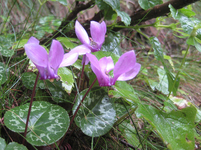 Alpenveilchen [Cyclamen] (im Wölfnitzgraben an der Saualpe)