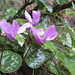 Alpenveilchen [Cyclamen] (im Wölfnitzgraben an der Saualpe)