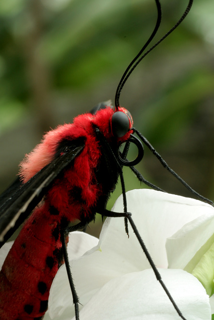 Butterfly Macro