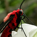 Butterfly Macro