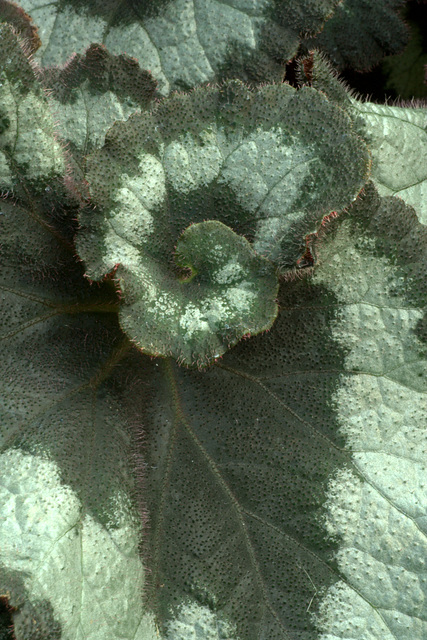 Begonia Rex 'Escargot'