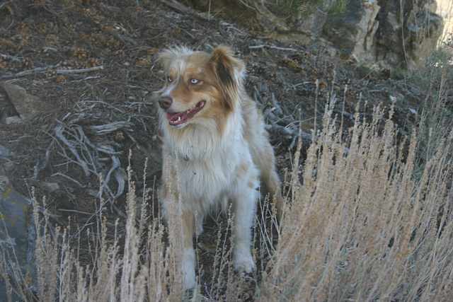 Jill in the sagebrush