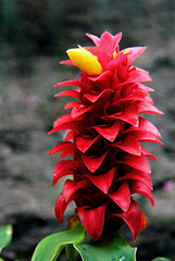 Red Velvet Ginger (Costus barbatus)