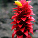 Red Velvet Ginger (Costus barbatus)