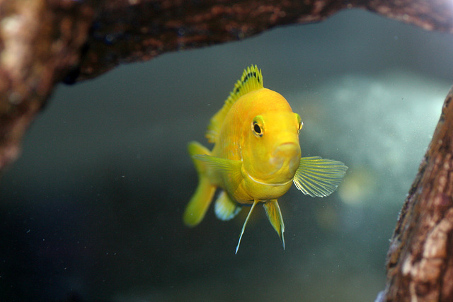 Electric Yellow African Cichlid (Labidochromis caeruleus)