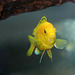 Electric Yellow African Cichlid (Labidochromis caeruleus)
