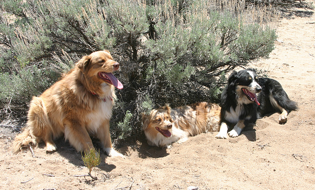 Cole, Jill, & Jack