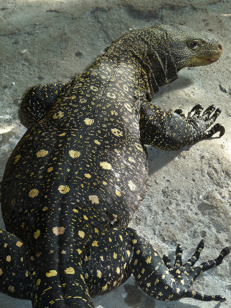 Crocodile Monitor Lizard