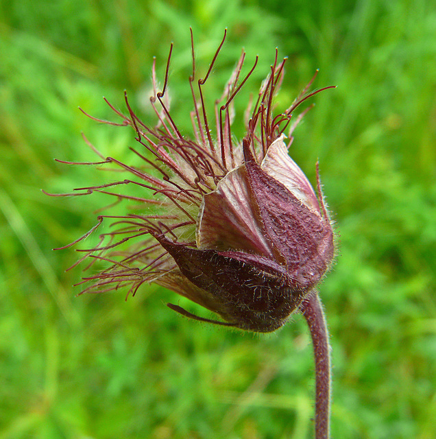 Purple Avens