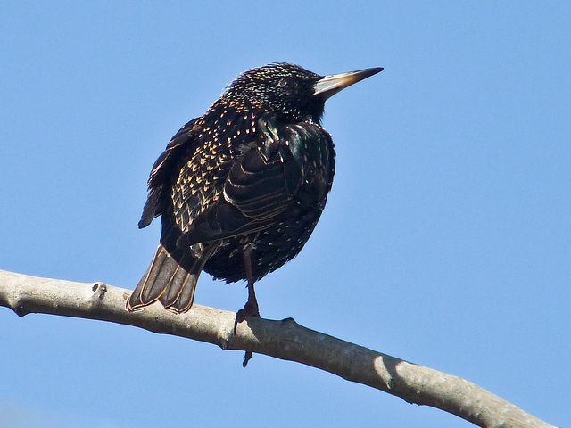 European Starling