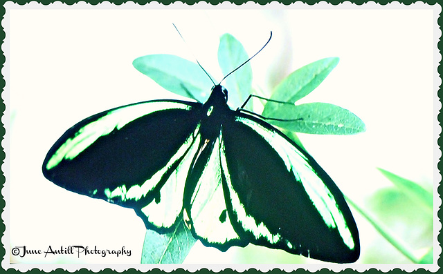 The luminescent Birdwing