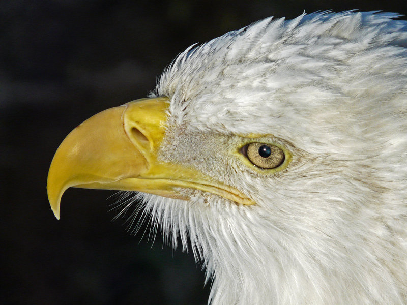 Eye of the Eagle