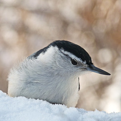 Nuthatch with bokeh