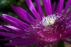 Ice Plant (Delosperma cooperi)