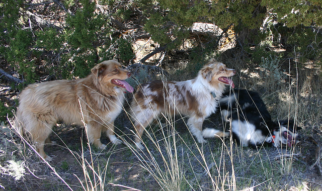 Cole, Jill, & Jack