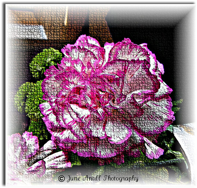 The mosaic carnation