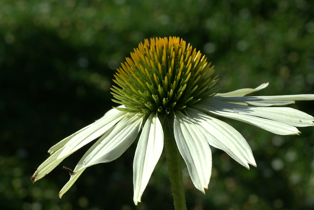 Echinacea purpurea 'alba' Echinacea purpurea 'alba'