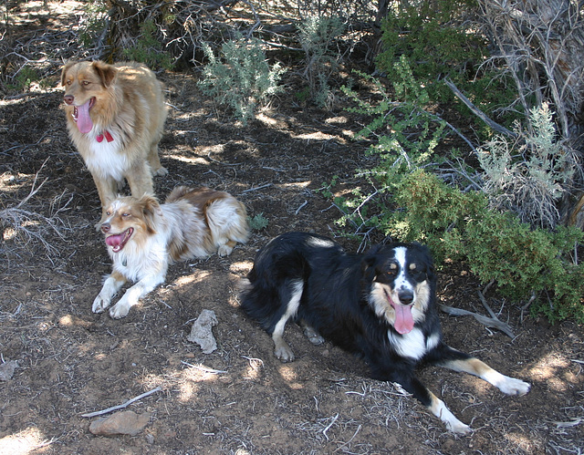 Cole, Jill, & Jack