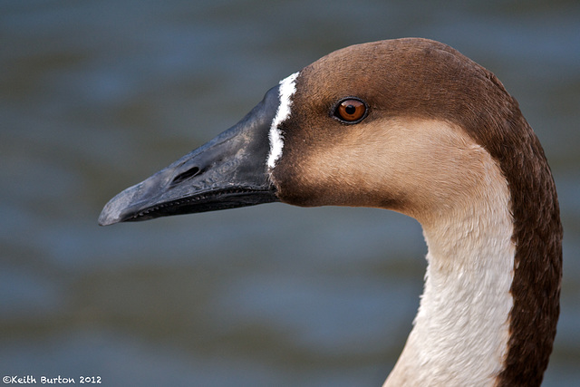 Goose Swan