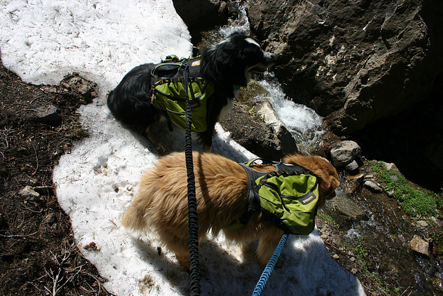 Jack & Cole in their packs