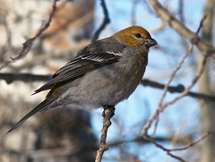 Young Pine Grosbeak