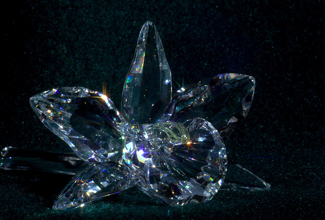 Crystal Orchid Crystal Orchid