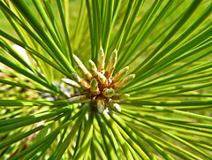 Ponderosa Pine