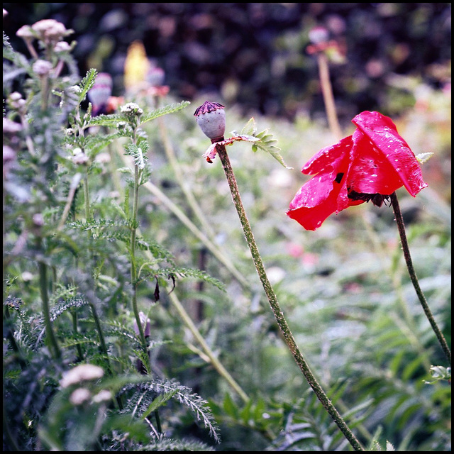 Blumen