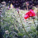 Blumen