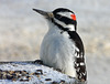 Hairy Woodpecker