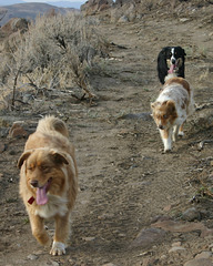 Cole, Jill (front) and Jack (behind)