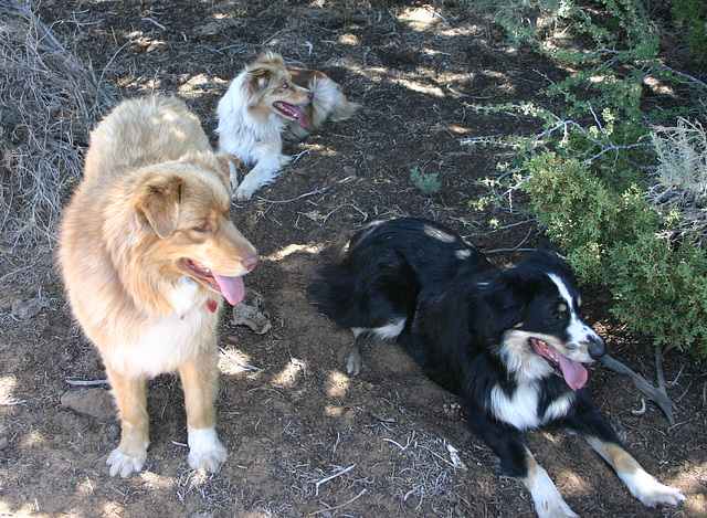 Cole, Jill, & Jack