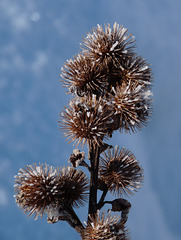 Frosted Burdock