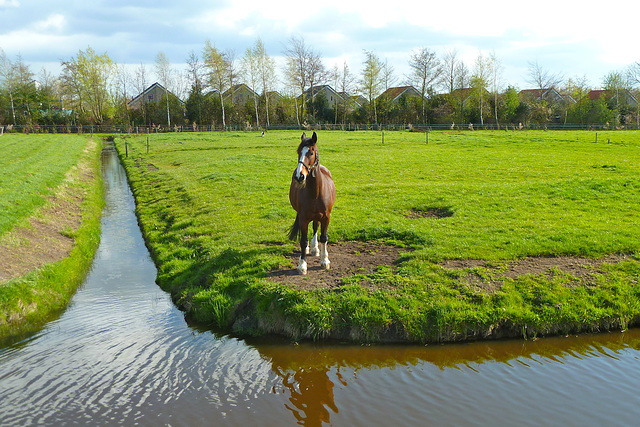 Horse posing