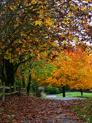 Autumn Paths