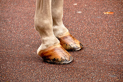 Leiden’s Relief – Light-brown shoes