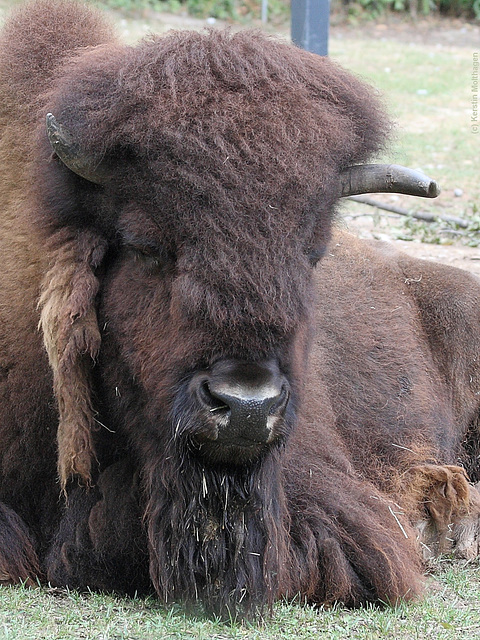 Bison (Wilhelma)